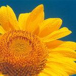 -= slnecnica II. =-
