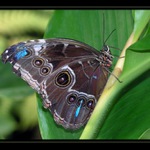 Zelená, modrá, pro blázny dobrá