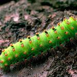 Chlpatica