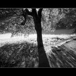 Ranní světlo v parku