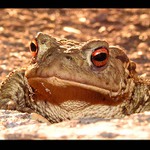 Jsem zakletá princezna - polib mě !