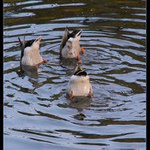 Poděbradská trojka