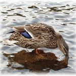 ...kačička divoká