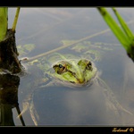 Sedi zaba na prameni