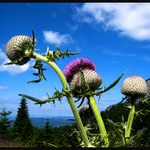 Bodláky mezi Rozsutci