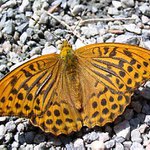 A zase ten perleťovec...