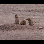 Psouní trio