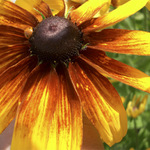 Slunéčko dvojtečné na Rudbeckii