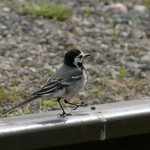 Na druhou kolej přijíždí... konipásek