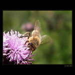 <b>... Včielka  ...</b><br>