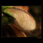 <b>... Lietače... </B><br>