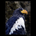 <b>... Orol Skalný ... </B><br>