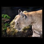 <b>... Cica  ...</b><br>