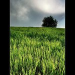 Máj, máj zelený II.