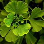 Ginko