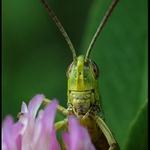 ... z očí do očí ...