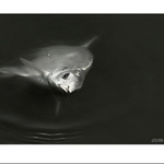 <B>Odevzdaná...</B>