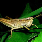 ...čekám na žokeje !!! .....