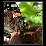 Odpolední svačinka