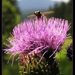 Přostívací plocha