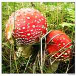 Šumavské sestřičky