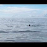 Přítel nebo nepřítel, skočit nebo neskočit .. ??