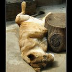 Siesta II.