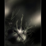 [ č e r n u c h a ]