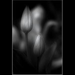 <strong>[ zahrada ticha ]</strong>