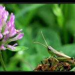 skočit - neskočit ...?