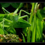 Kobylka zelená - Orthoptera