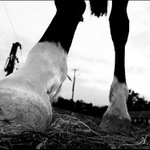 Neutrum (Subst III.)