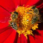 Aspoň niekto maká :-)