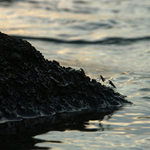 Komáre v príboji :-)