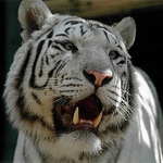 ...bílej fešák...