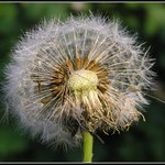 Odkvetlá pampeliška