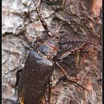 * Odpočinek na smrku *