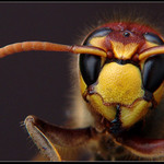 *VESPA CRABRO*