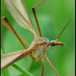 * Tipula *