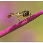 <b>~ Pestřenka ~</b><br>