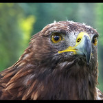 <b> ~ Ve střehu ~  </b>1/2<br>