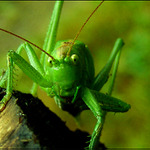 ten co kouká............