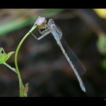 šidélko-vic mi snad prozradíte :)