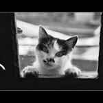 Prosim, pustis me dovnitr?