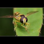 Myju myju si rucicky