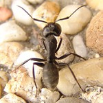 Mravcek na prechadzke.