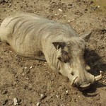 Prasaci zivot v zajati (Dvur Kralove)