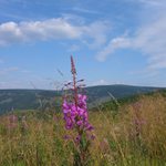 Léto v Jeseníkách