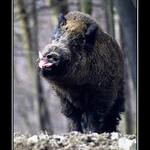 ...he he he...