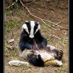 ..jezevcova očista...